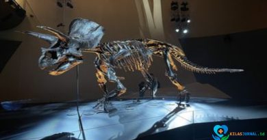 Triceratops: Mengenal Dinosaurus Bertanduk Tiga dari Zaman Kapur