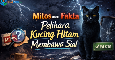 Mitos atau Fakta? Pelihara Kucing Hitam Membawa Sial
