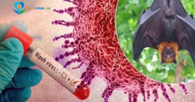 Kemenkes Imbau Masyarakat Hindari Konsumsi Nira atau Aren Langsung dari Pohon untuk Cegah Virus Nipah