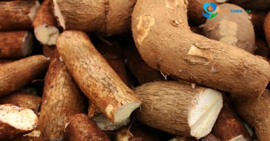 Diversifikasi Pangan Lokal Dinilai Mendesak untuk Kurangi Ketergantungan pada Nasi