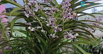Anggrek Hantu dari Lereng Merapi, Keindahan Langka yang Hidup di Balik Gelapnya Hutan
