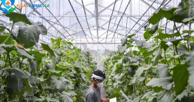 Petani Sumenep Andalkan Teknologi untuk Tingkatkan Produktivitas Pertanian