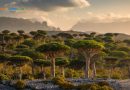 tumbuhan aneh di Pulau Socotra