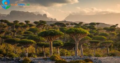tumbuhan aneh di Pulau Socotra