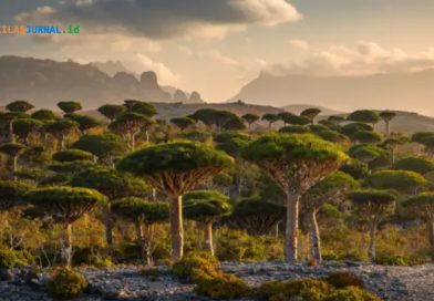 tumbuhan aneh di Pulau Socotra