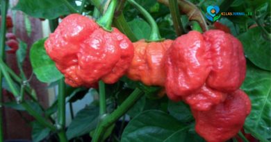 Bukan Cabai, Tanaman Ini Jadi yang Paling Pedas di Dunia