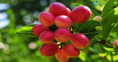 Buah “Ajaib” Ini Bantu Pasien Kemoterapi Makan Lebih Nyaman