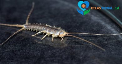 Lebih Tua dari T-Rex, Gegat Ternyata Serangga Purba yang Hidup di Rumah Kita