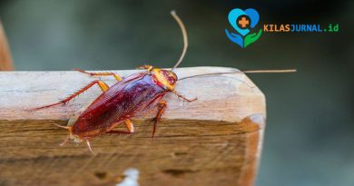Jangan Injak Kecoa di Rumah, Ini 3 Alasan dan Bahayanya bagi Kesehatan