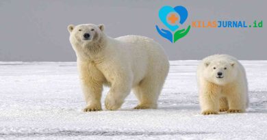 Beruang Kutub Mulai Makan Telur Burung dan Lebih Gemuk, Apakah Bisa Melawan Perubahan Iklim?
