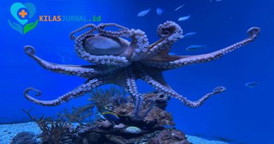 Gurita Purba Raksasa Era Dinosaurus Terungkap, Panjangnya Bisa Capai 19 Meter