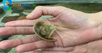 Kepiting Tapal Kuda Ternyata Kerabat Dekat Laba-Laba, Ini Penjelasan Ilmiahnya